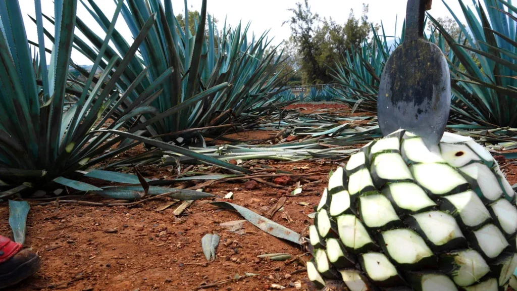 Día Internacional del Tequila celebra el legado del agave mexicano