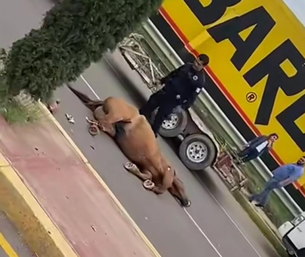 Choque contra caballo deja tres lesionados en la vía corta a Chihuahua