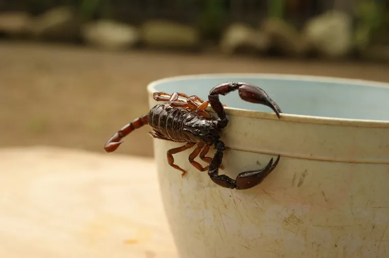 Plantas que ayudan a repeler alacranes y proteger tu hogar