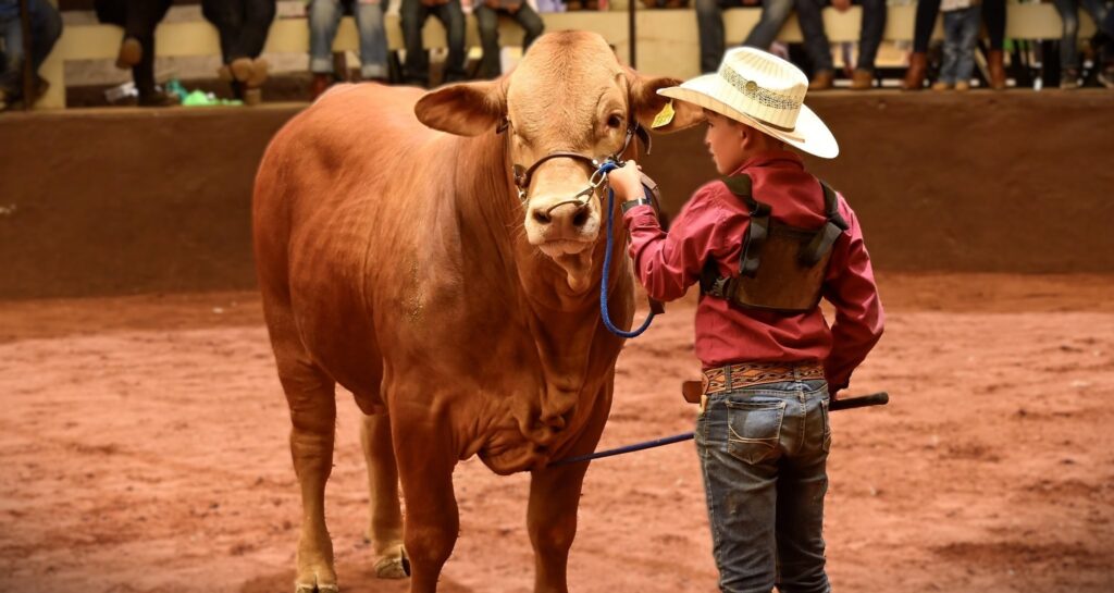 Durango es sede de una de las exposiciones Beefmaster más importantes de México