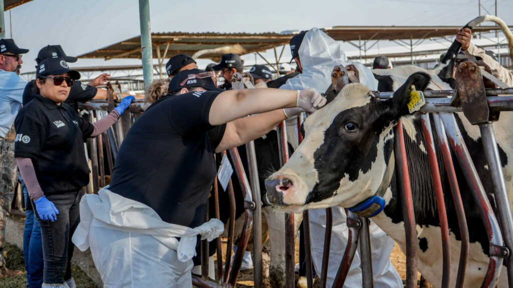 Refuerzan vigilancia sanitaria en Chihuahua ante sospecha de gusano barrenador