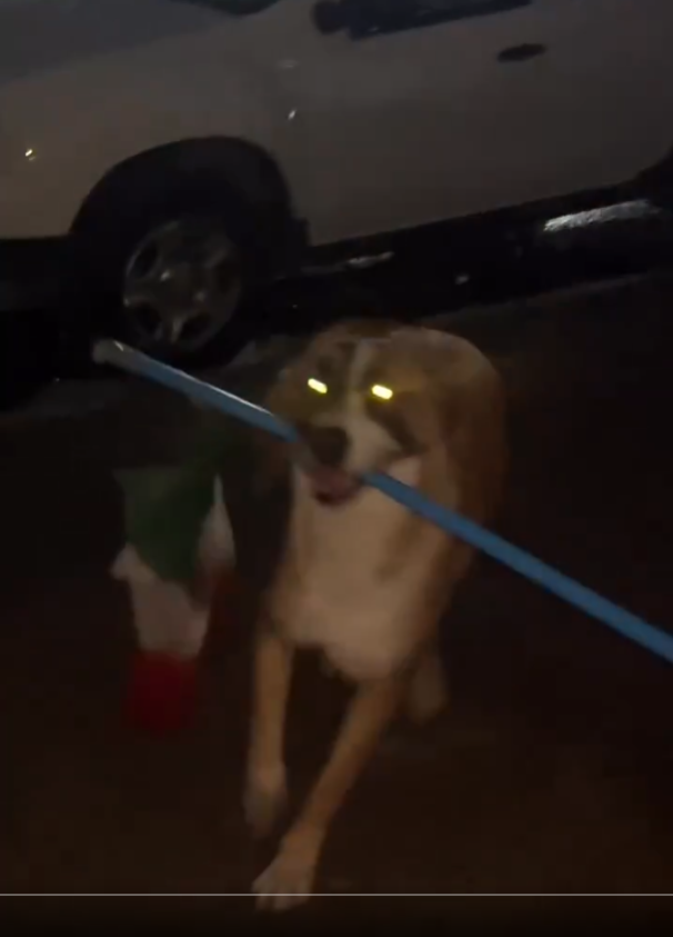 Perrito conquista las redes al no soltar la bandera de México tras perder ante Inglaterra