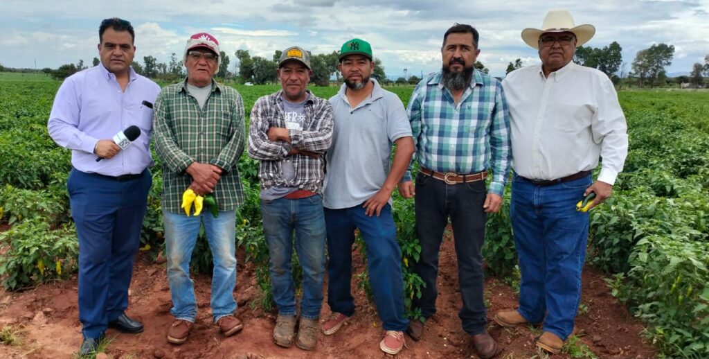Los hermanos Sierra conservan un legado que da vida al chile criollo de Durango