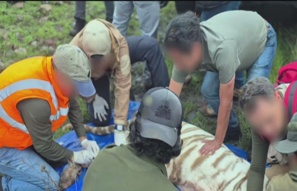 Profepa confirma la muerte de Kenzo tras operativo de captura