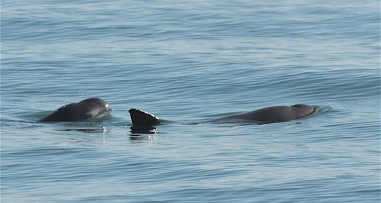Semarnat refuerza acciones para proteger a la vaquita marina