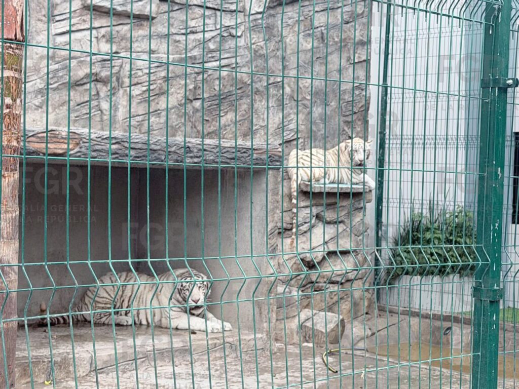 Más animales exóticos aseguran en Durango la FGR, DEFENSA y GN