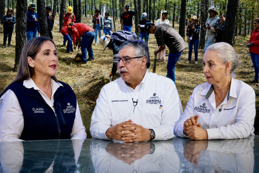 Durango activa plan emergente contra el insecto descortezador