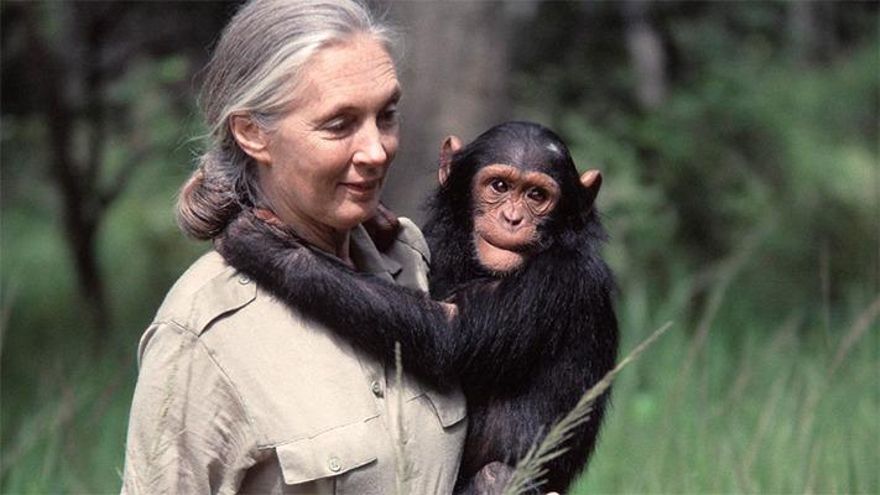 Día Mundial del Chimpancé alerta por amenazas a su supervivencia