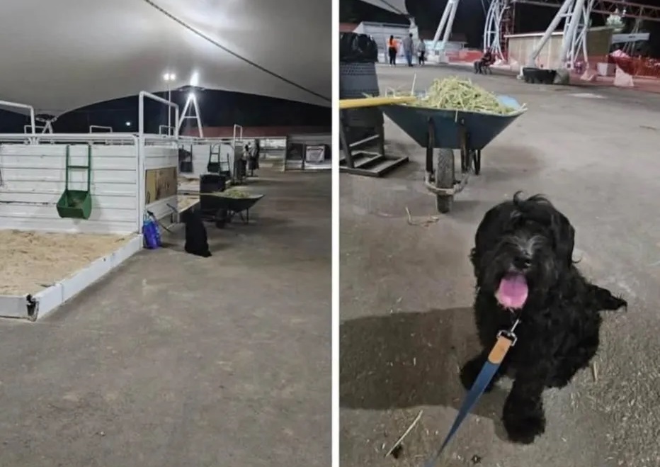 Abandonan a Toby, perro recién adoptado, en la Feria de Durango; lo dejaron amarrado