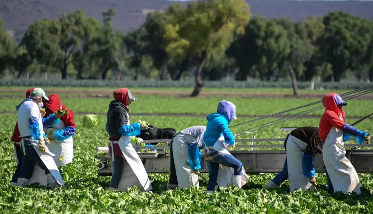 Trump amenaza con un “gran arancel” a México por brote de ciclosporiasis ligado a lechuga