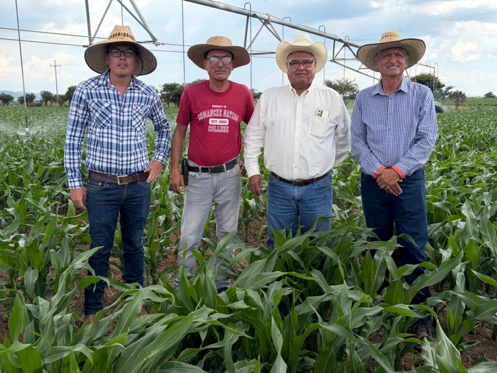 Productores prueban la cero labranza para reducir costos en la producción de maíz
