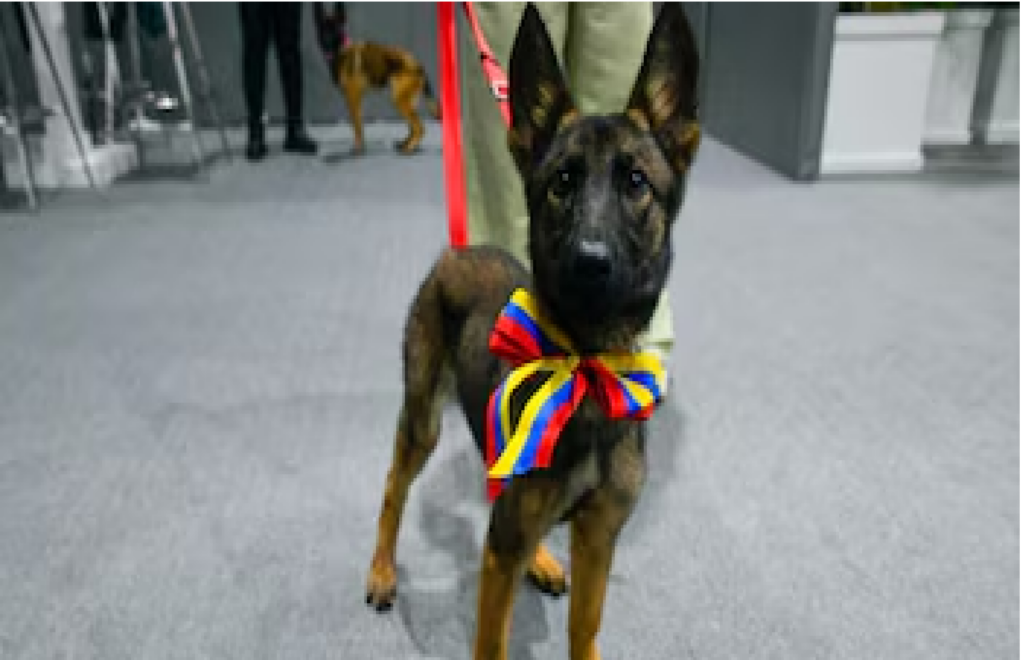 Defensa recibe una perrita de Venezuela en reconocimiento por labores de rescate