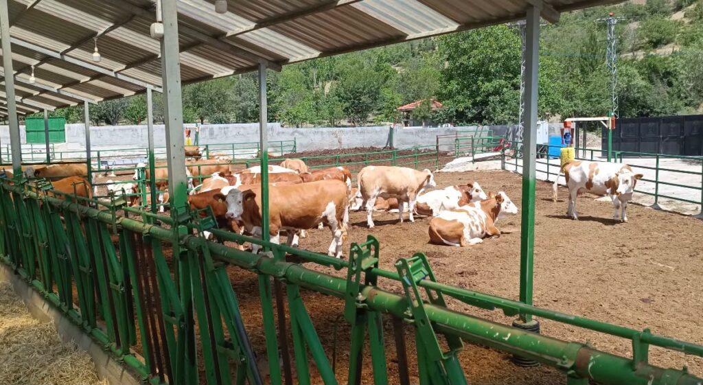 Gusano barrenador obliga a ganaderos de San Juan del Río a reforzar cuidados