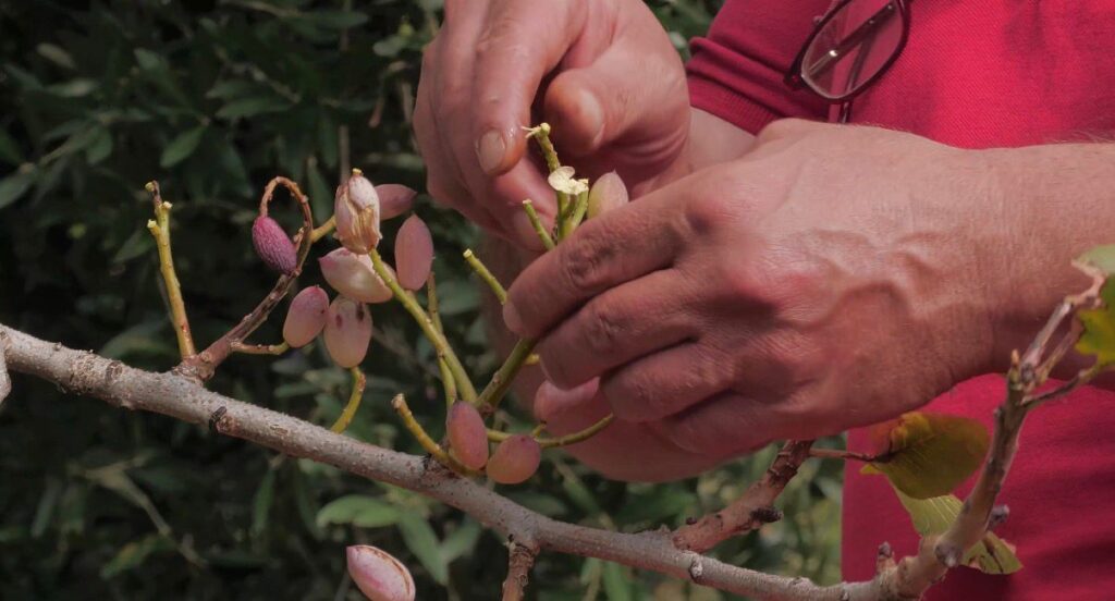 Producción de nuez cayó 90% en Nazas