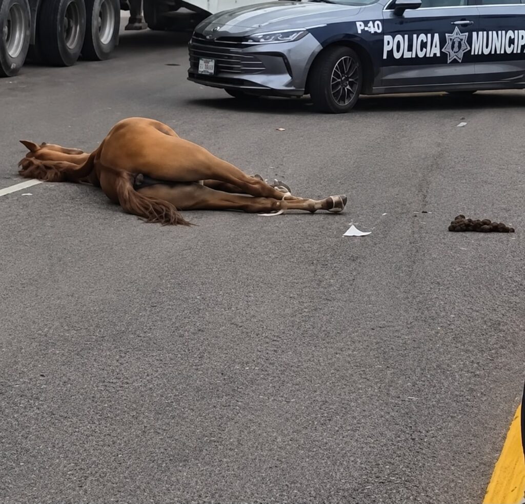 Ale y Meny ayuda su bebé se les cayo de una escalera, estan graves se toparon con un caballo