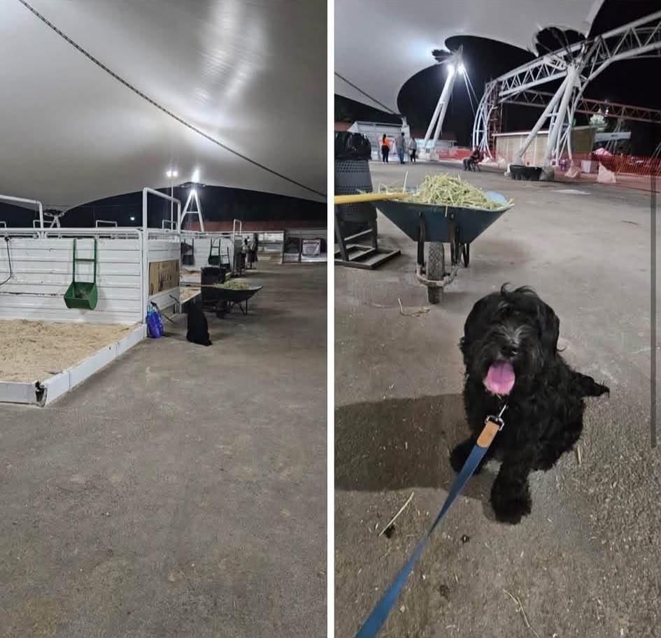 Sanción por abandono de Toby podría ser de hasta 20 UMAS: Medio Ambiente