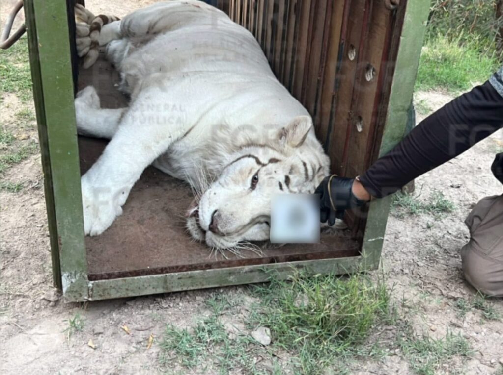 FGR investiga el caso del pequeño zoológico encontrado en Durango