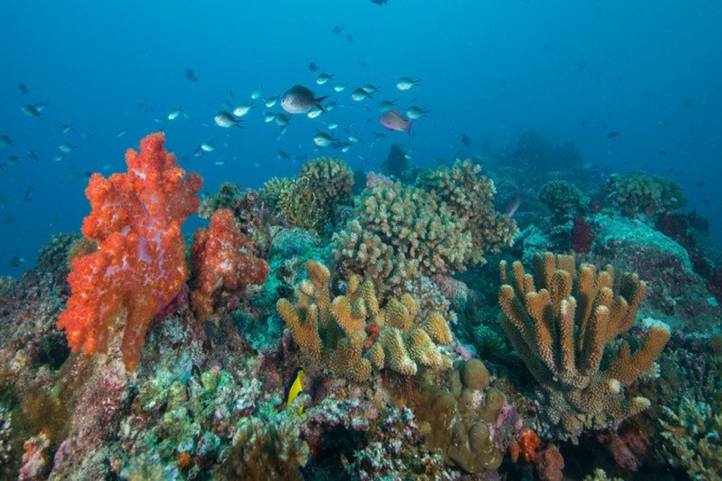 Estudio revela que el calentamiento global encoge a los animales marinos