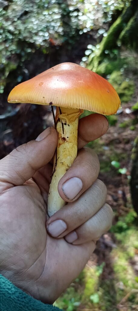 Extravíos por búsqueda de hongos aumentan