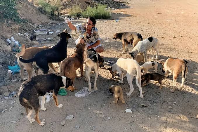 Nueva ley en Marruecos castigará a quienes alimenten animales callejeros