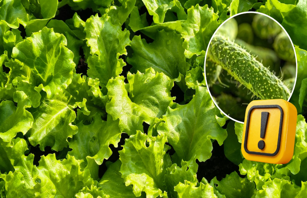 FDA descarta presencia de Cyclospora en lechuga mexicana tras revisión