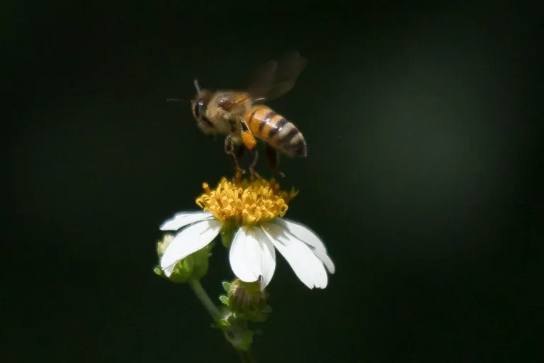 Abejas podrían obtener reconocimiento jurídico por decisión de la SCJN