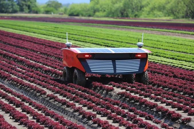 Robots con inteligencia artificial transforman cultivos de algodón en Xinjiang