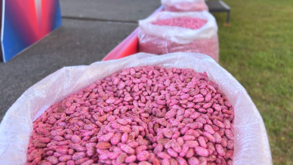 Abren ventanilla para adquirir semilla de frijol apta para siembra a 8 pesos el kilo