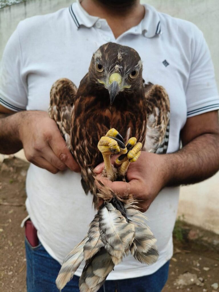 Suman 47 rescates de fauna silvestre en cinco semanas