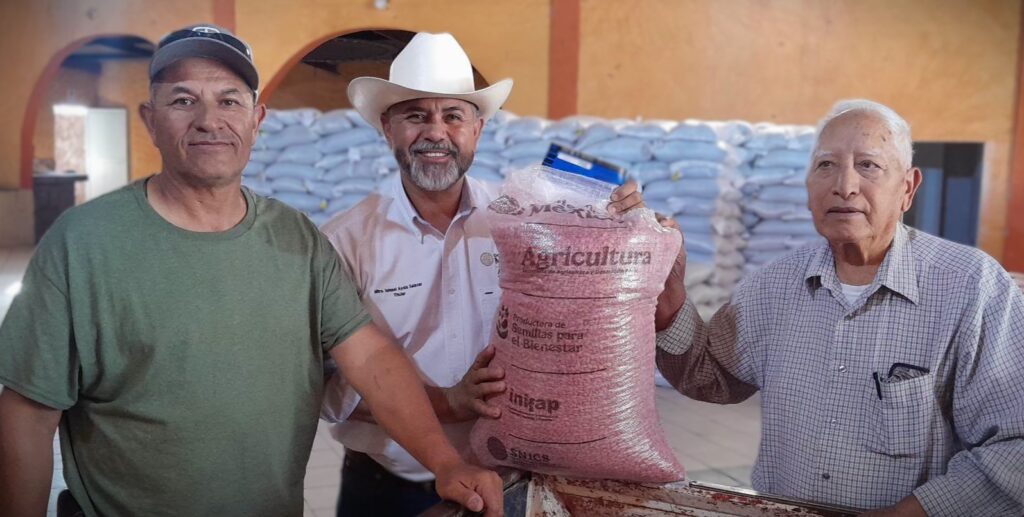 Mayor cosecha y acopio garantizado: beneficios de la semilla certificada que impulsa Sader