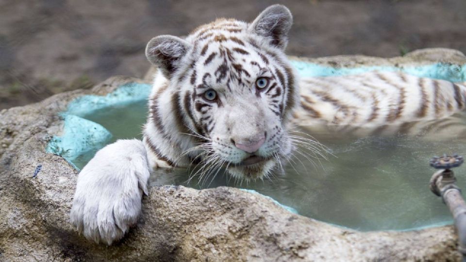 Revelan causa de muerte del tigre de Bengala Kenzo