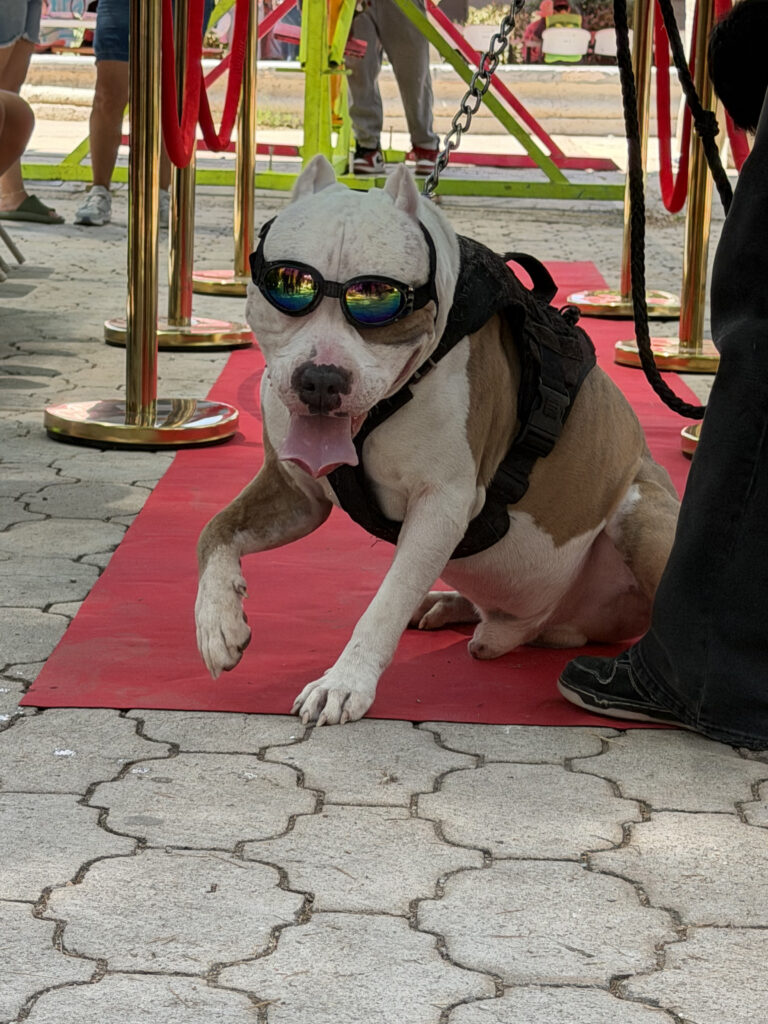 Entre ladridos y sonrisas: así se celebró el Día del Perro