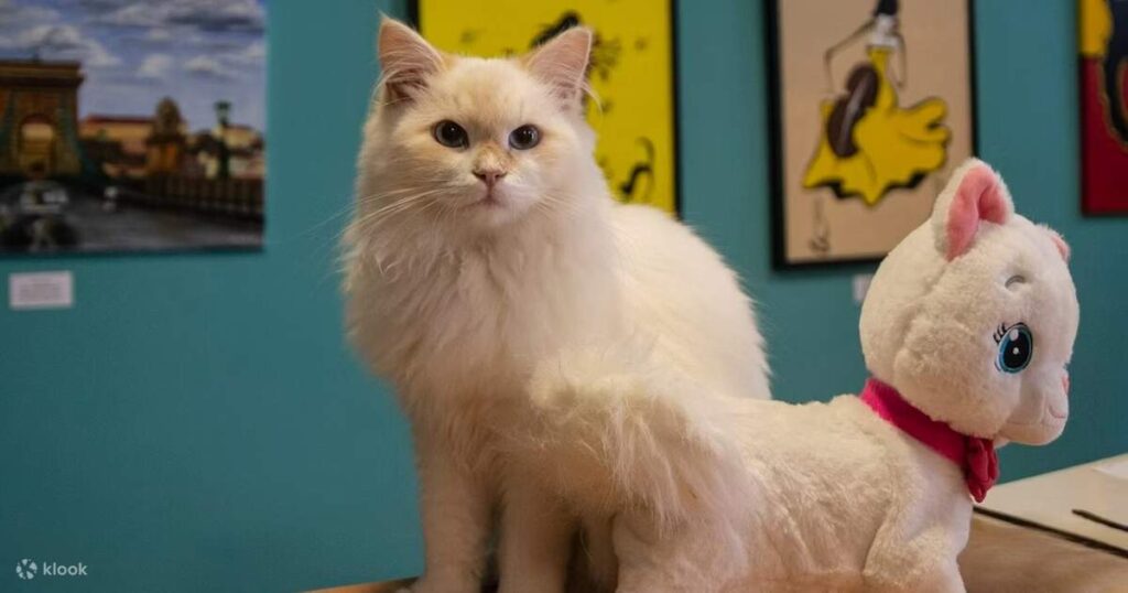Museo del Gato abrirá sus puertas con experiencias inmersivas y tecnología