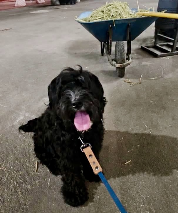 Caso Toby reabre debate sobre cárcel por abandono de mascotas en Durango