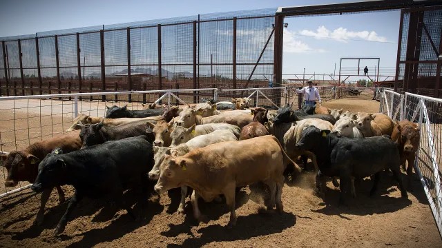 Durango retomará exportación de ganado a EE. UU. este 2026; gobernador expresa confianza