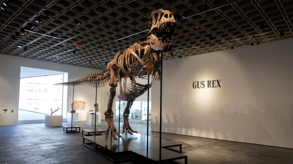 Gus el Tiranosaurio Rex será subastado por hasta 30 millones