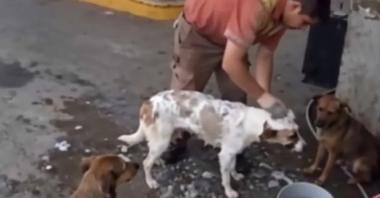 Despiden a empleado por bañar perritos callejeros y el caso se viraliza