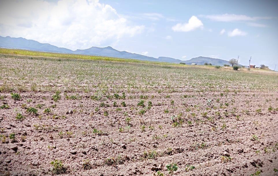 Campo resiente lluvias irregulares; apenas inicia el momento más difícil: Octavio Jurado