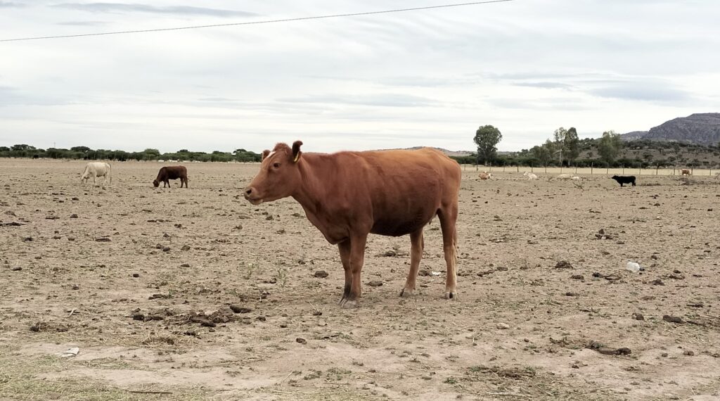 Notigram Durango